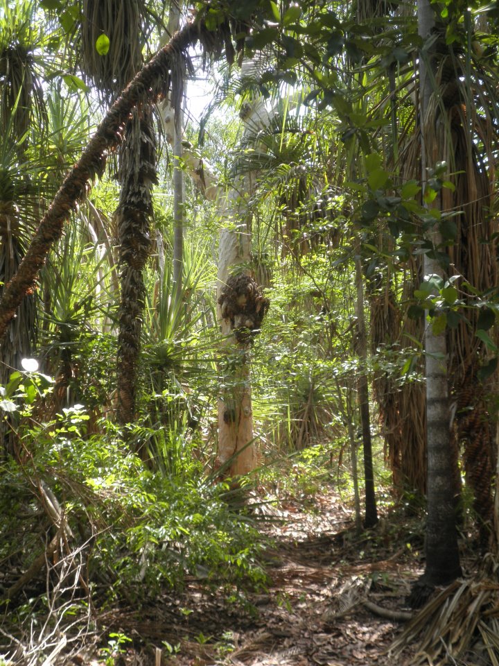 riparianrainforest